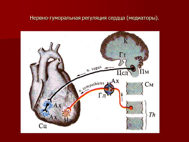 Нервно-гуморальная регуляция сердца (медиаторы).